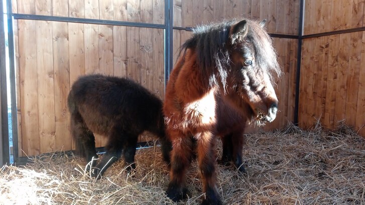 Pony salvati a Poggibonsi