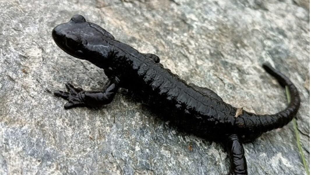 salamandra di lanza