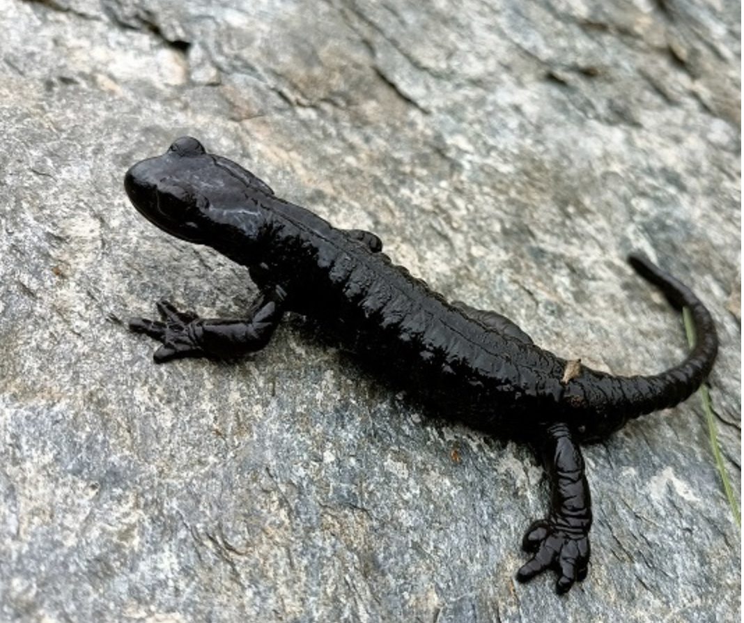 salamandra di lanza