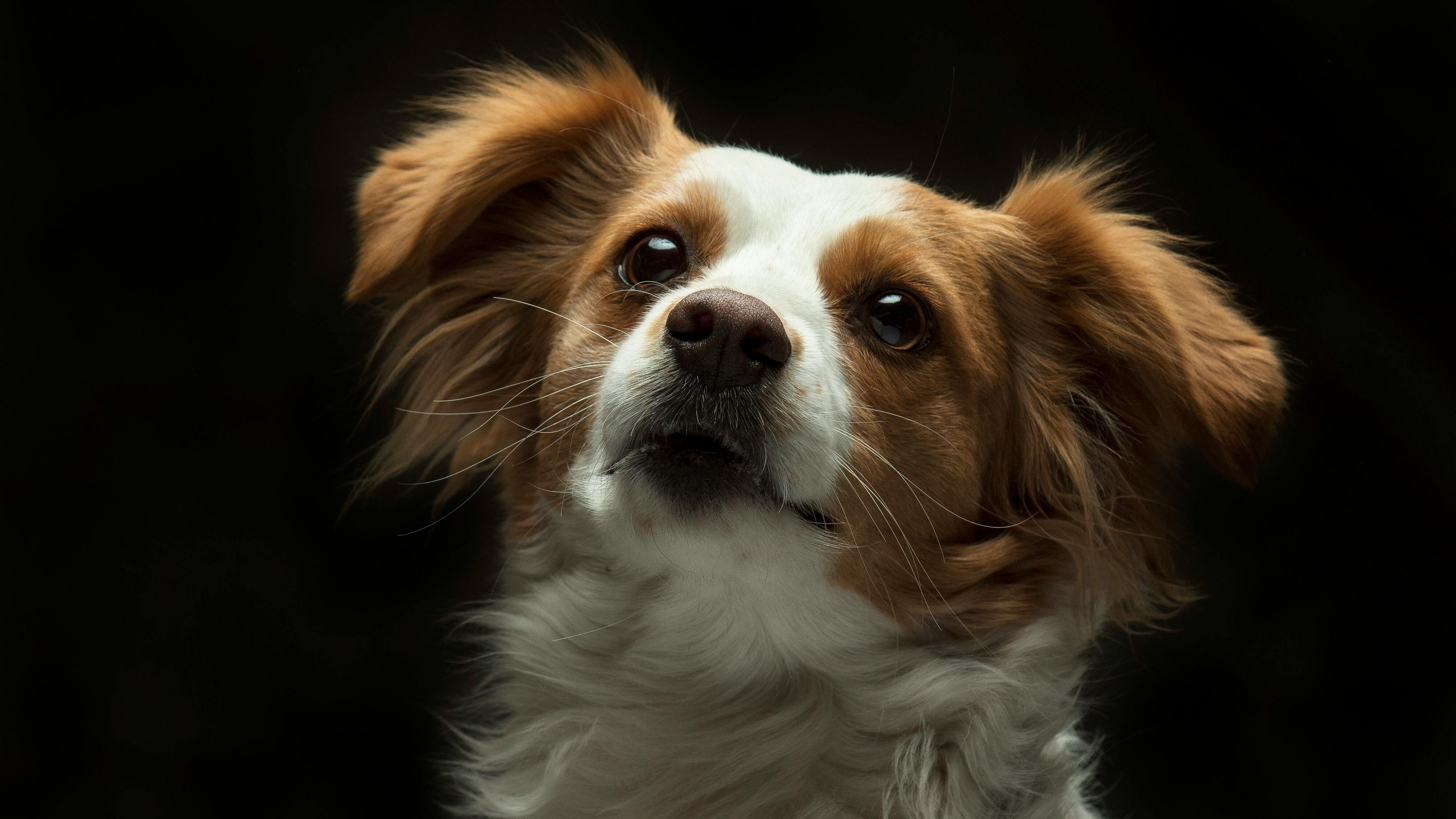 Cane di piccola taglia