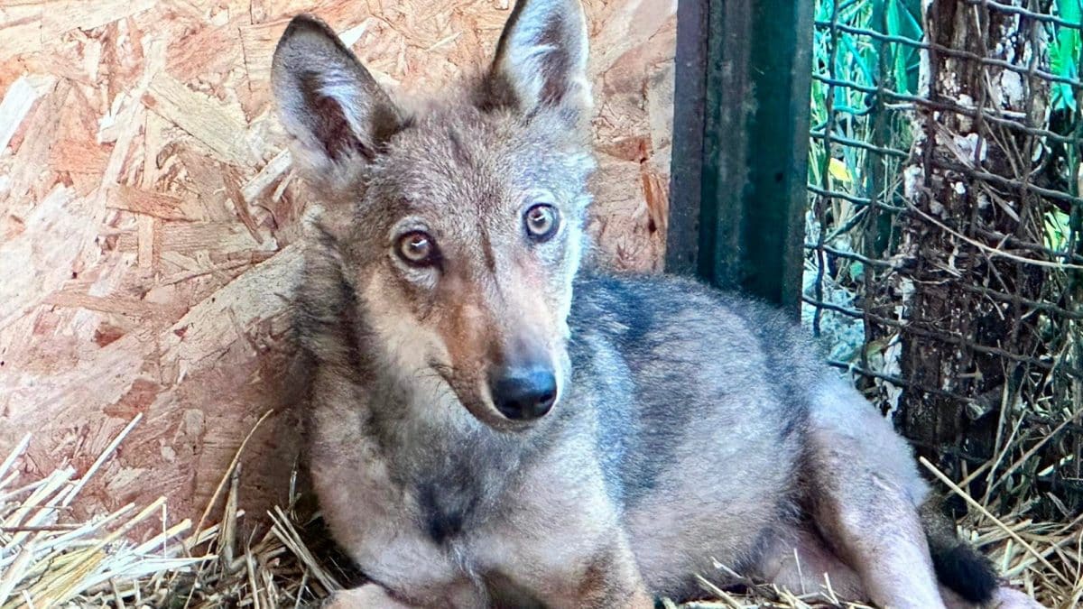 Cucciolo di lupo investito nel Parco Nazionale della Maiella