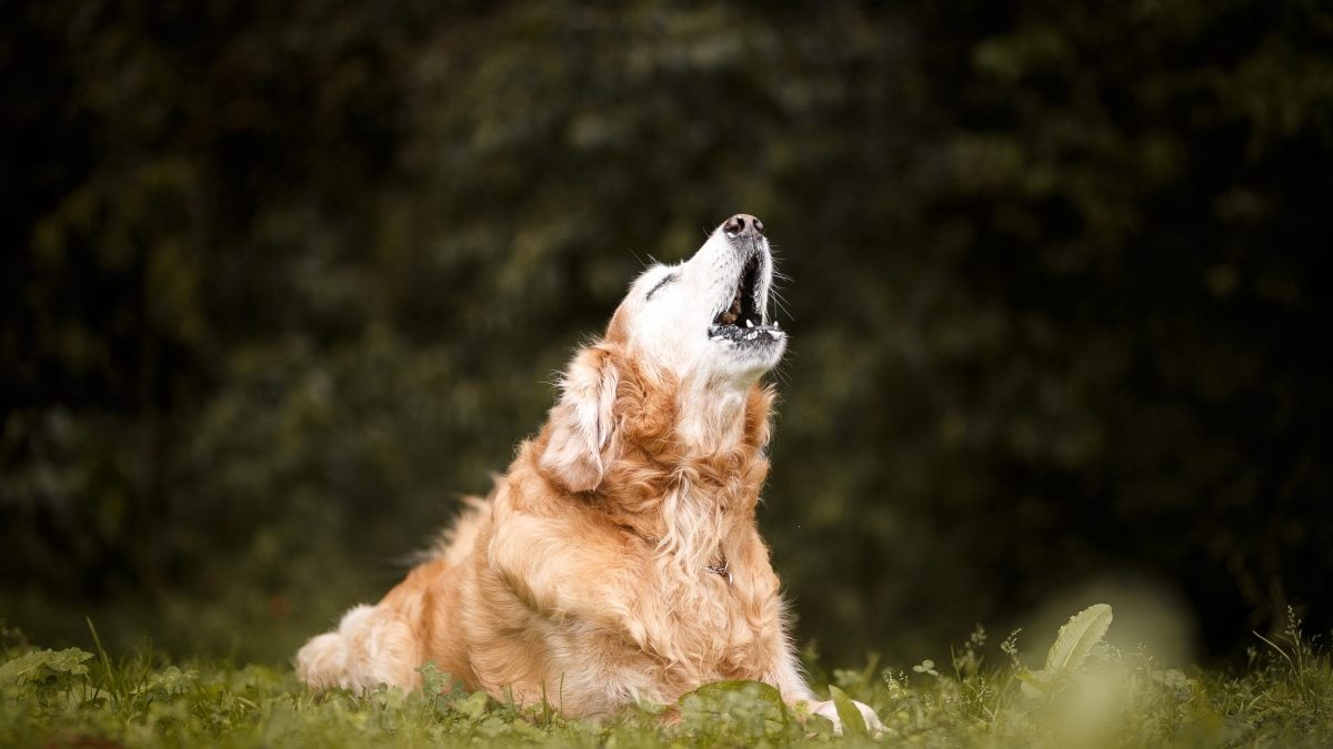 cane