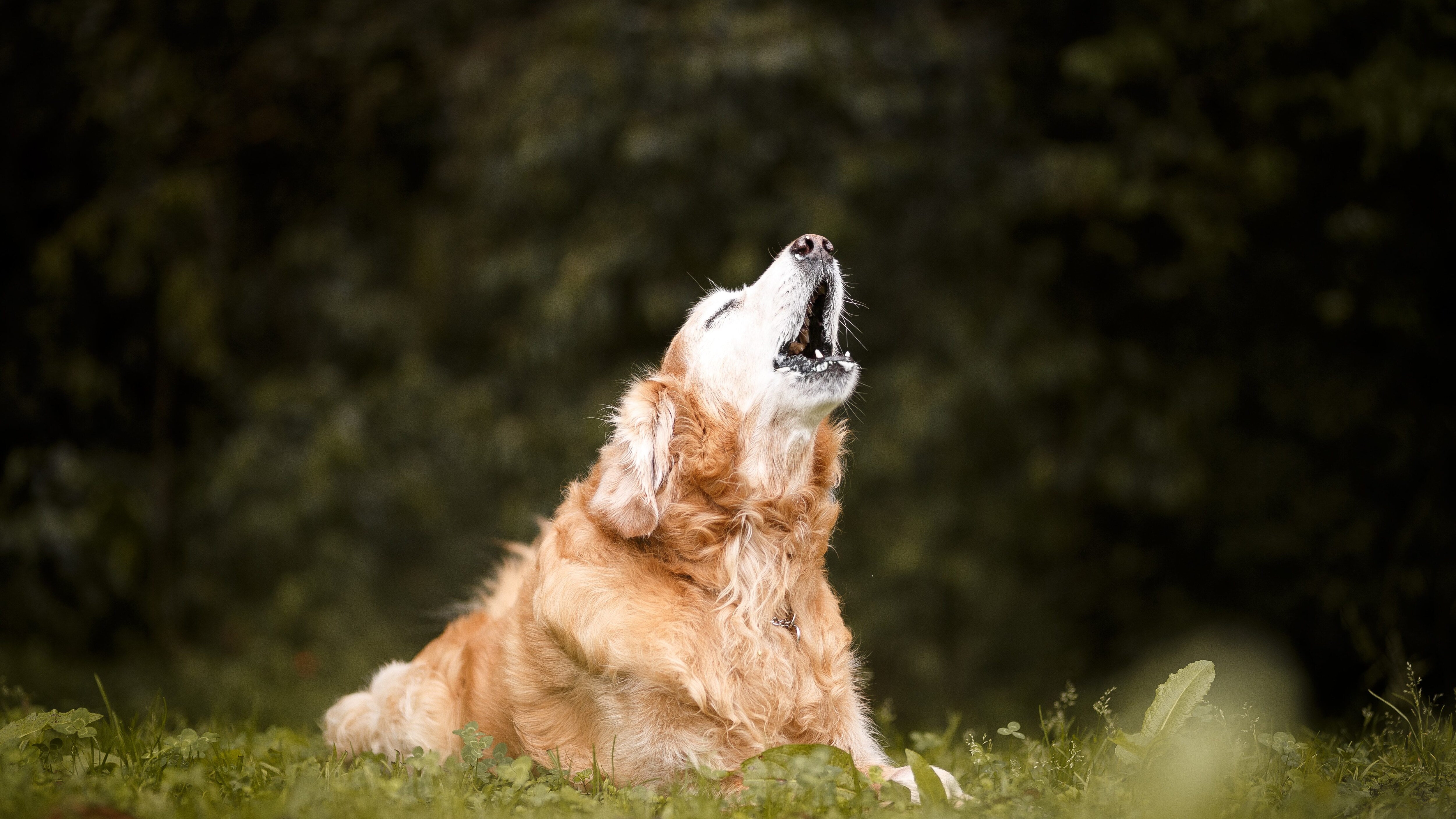 cane