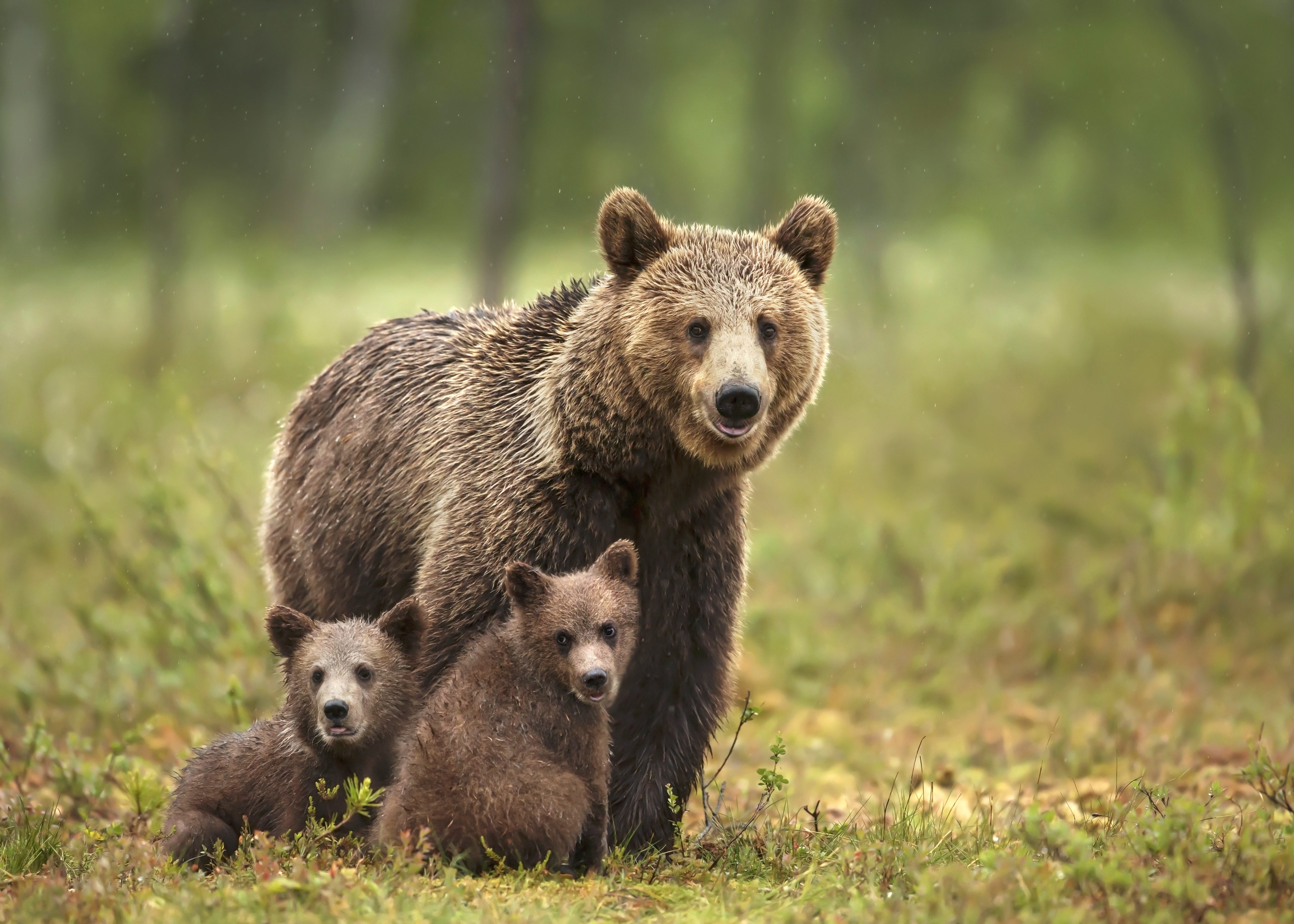 orso bruno