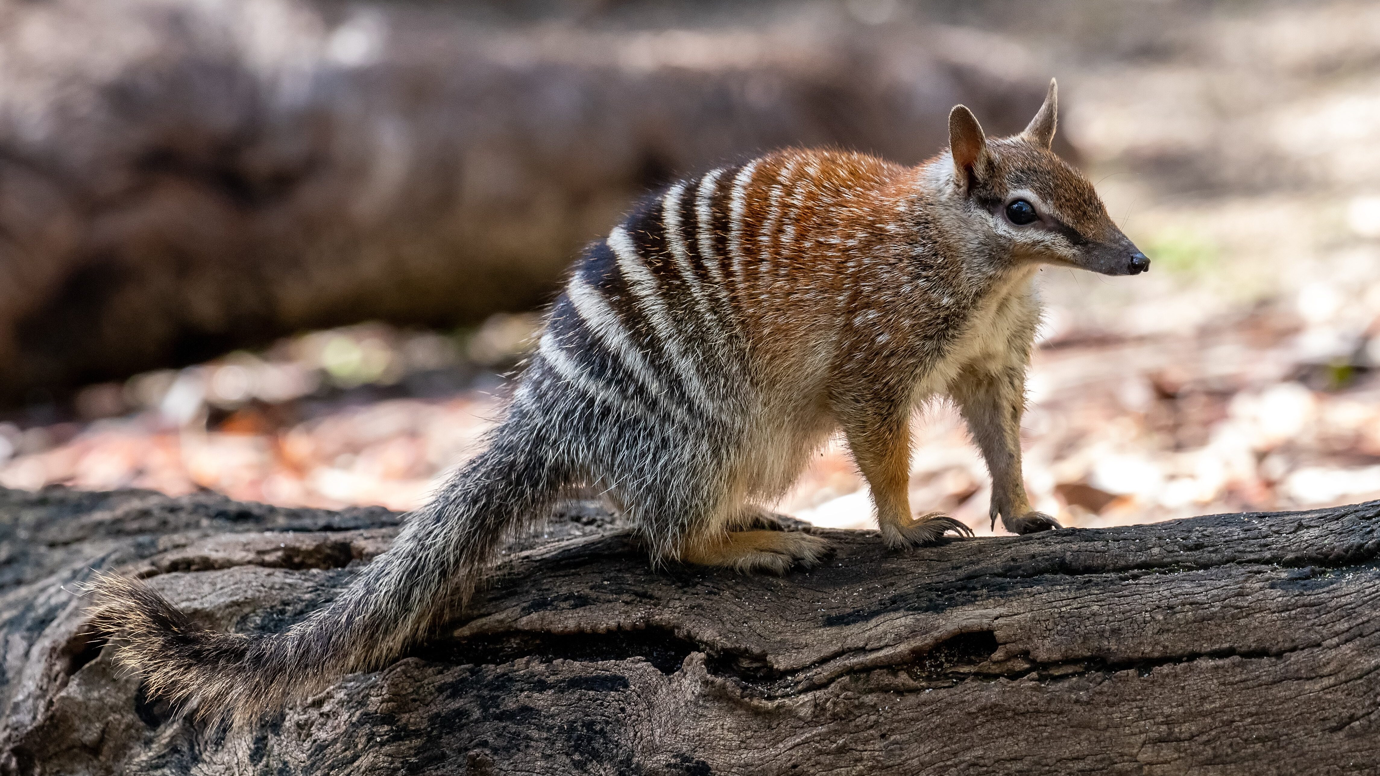 numbat