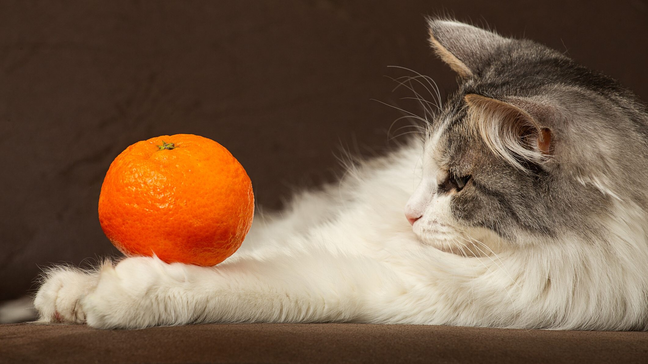 gatto mandarino