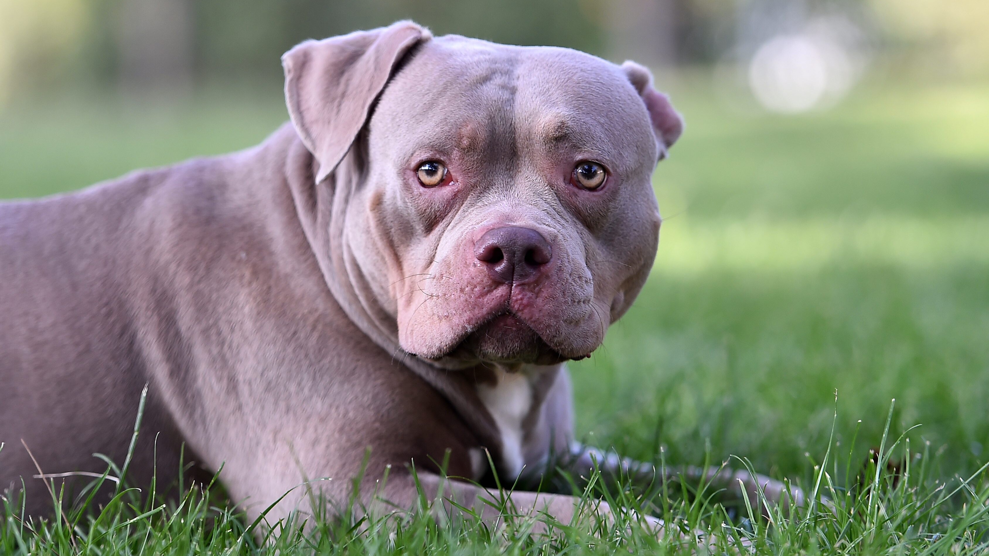 american bully