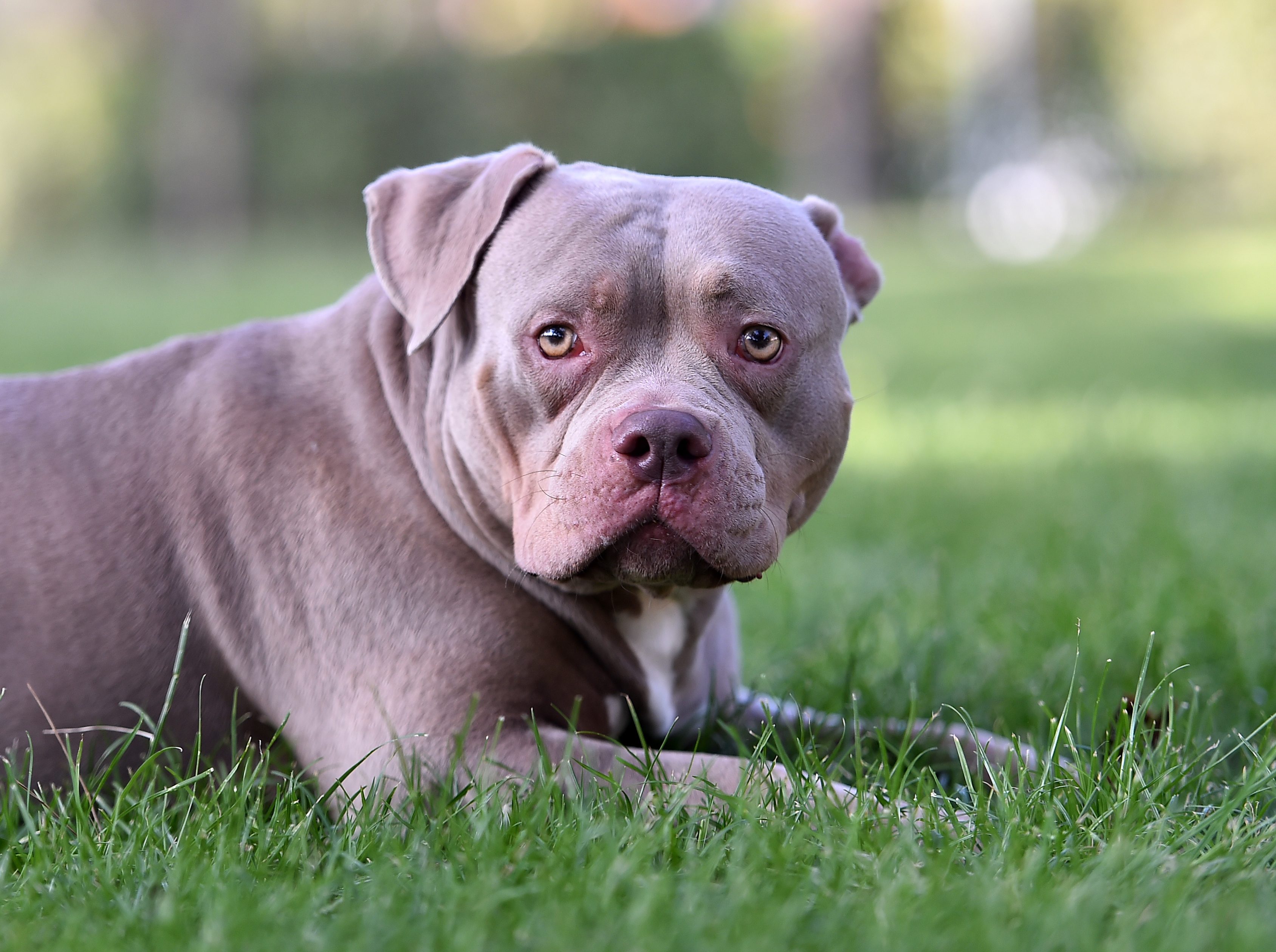 american bully