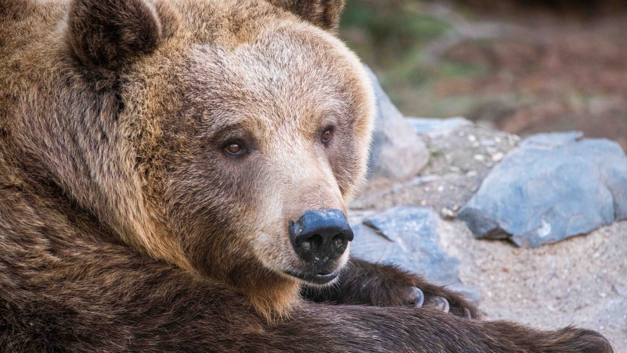orso