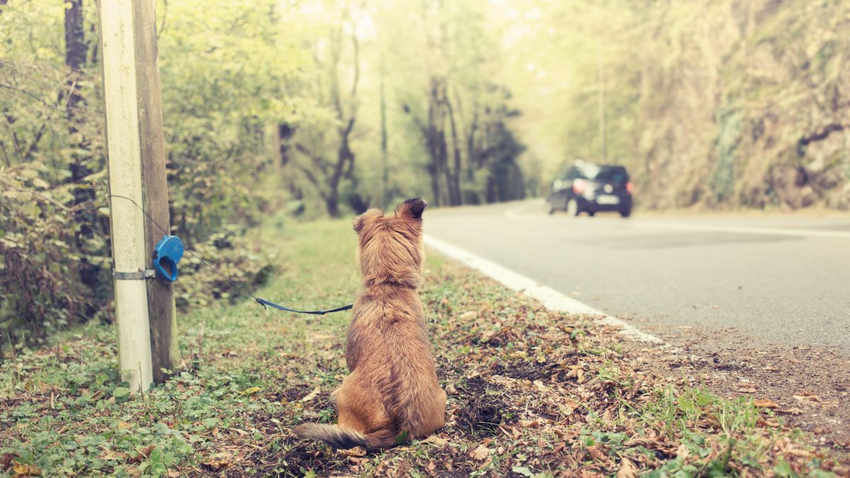 cane abbandonato