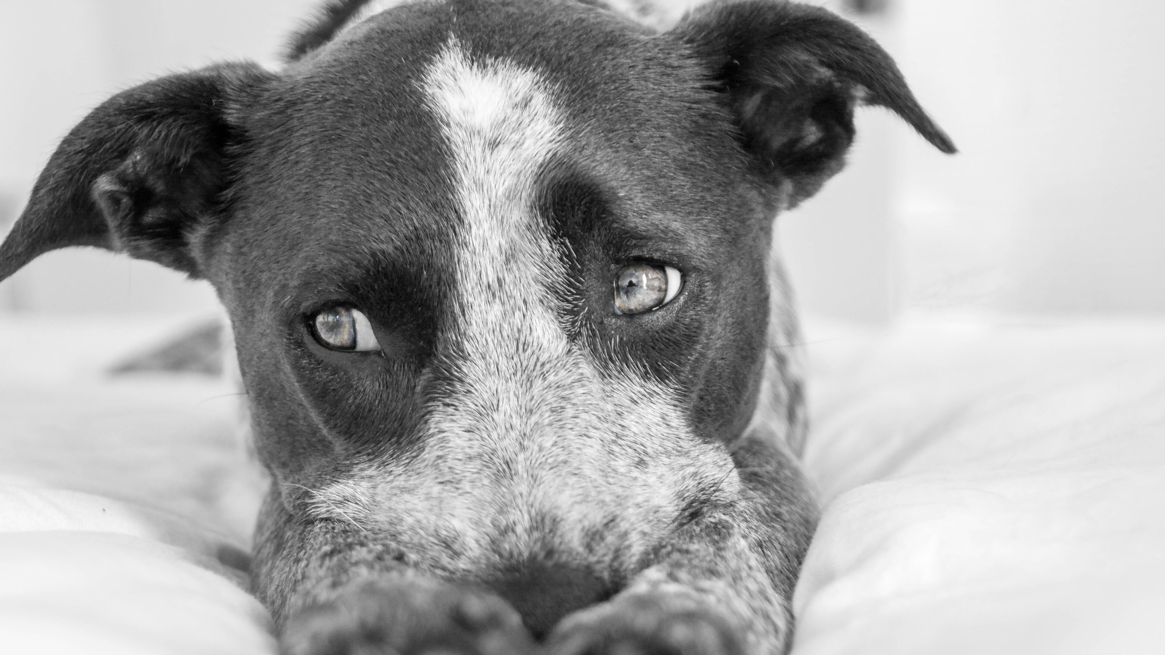 cane bianco e nero