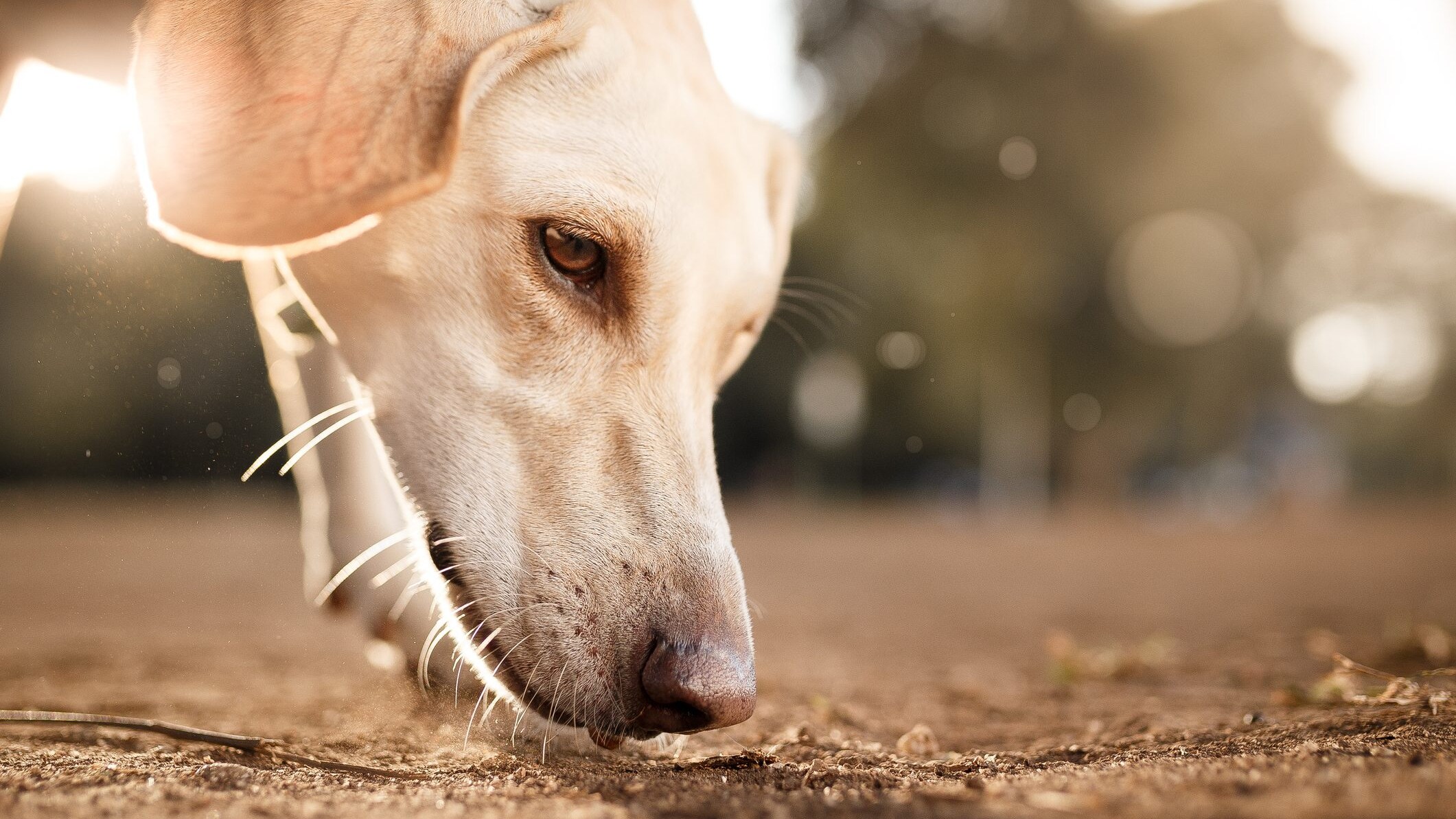 cane annusa