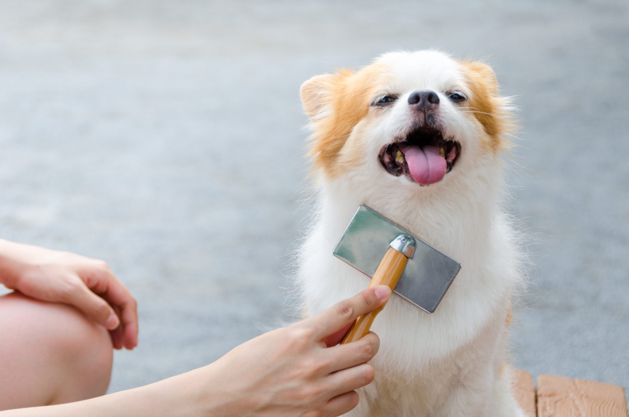 cane