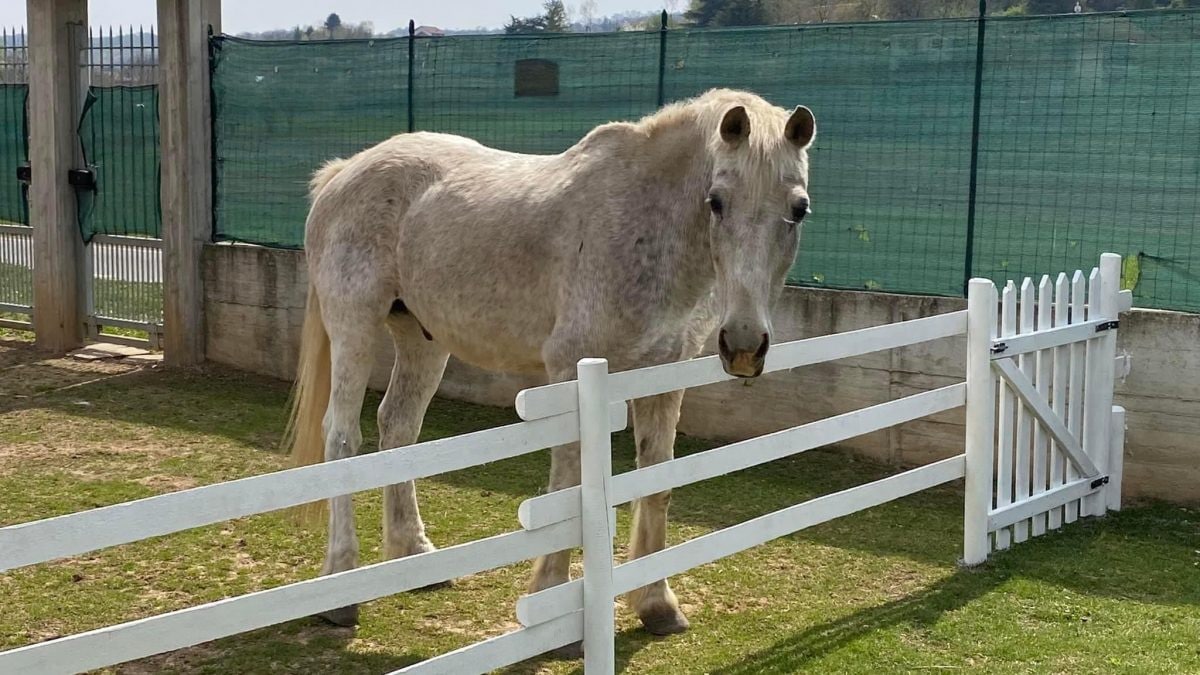 Il cavallo Tornado morto per i botti di Capodanno