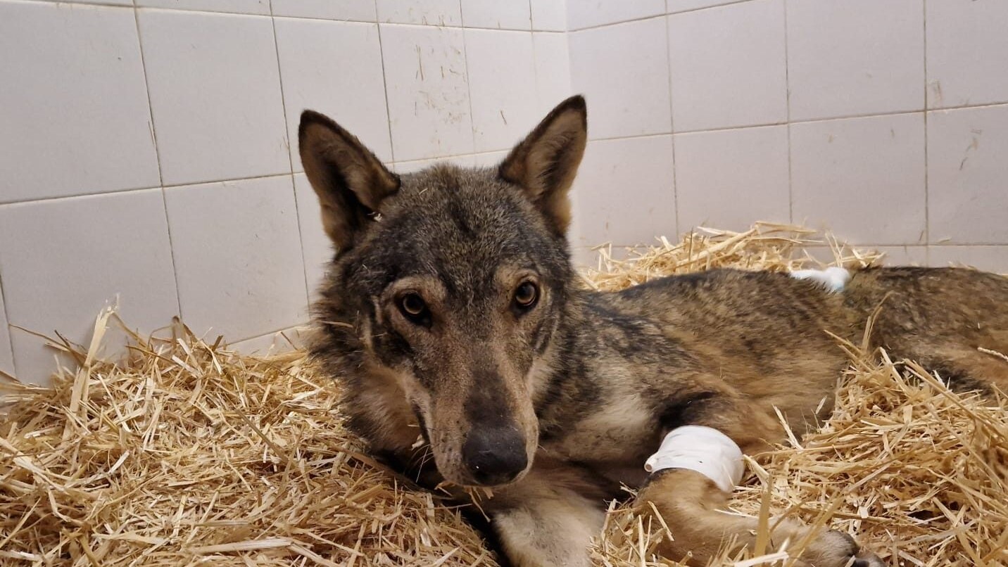 Il lupo ferito in cura al Parco della Maiella