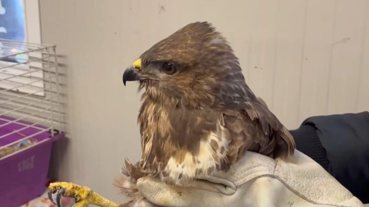 poiana ferita al Cras di RImini