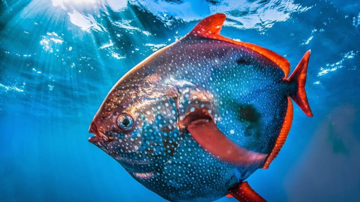 pesce re