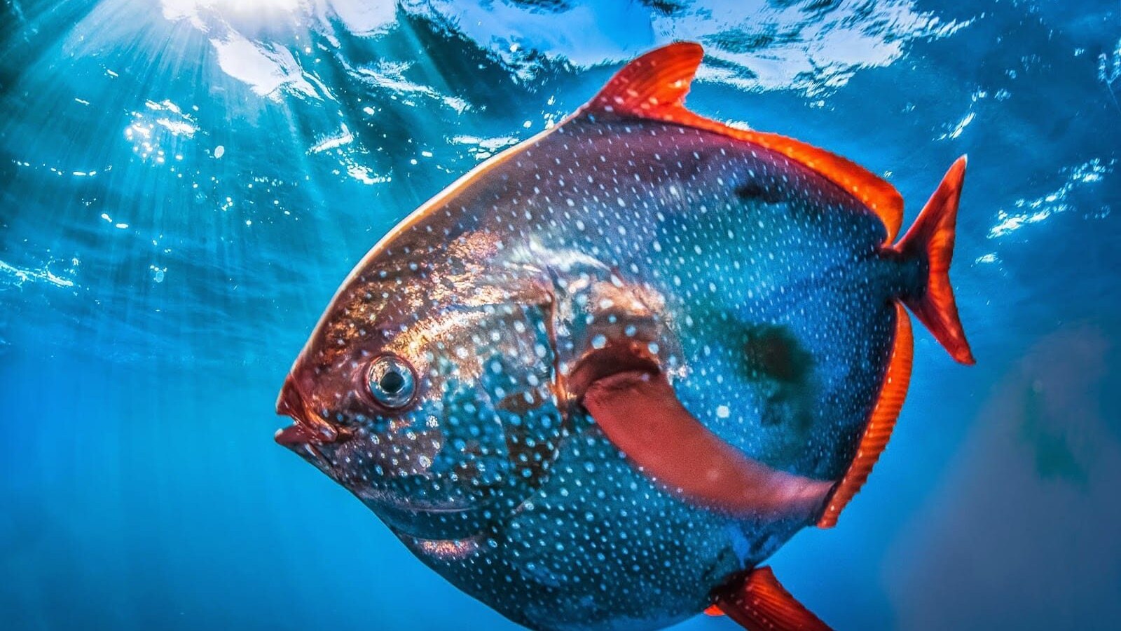 pesce re