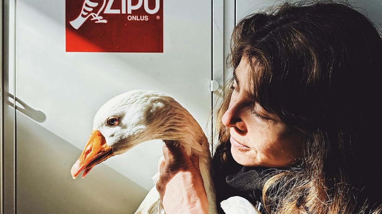 L'oca aggredita a Villa Pamphilj