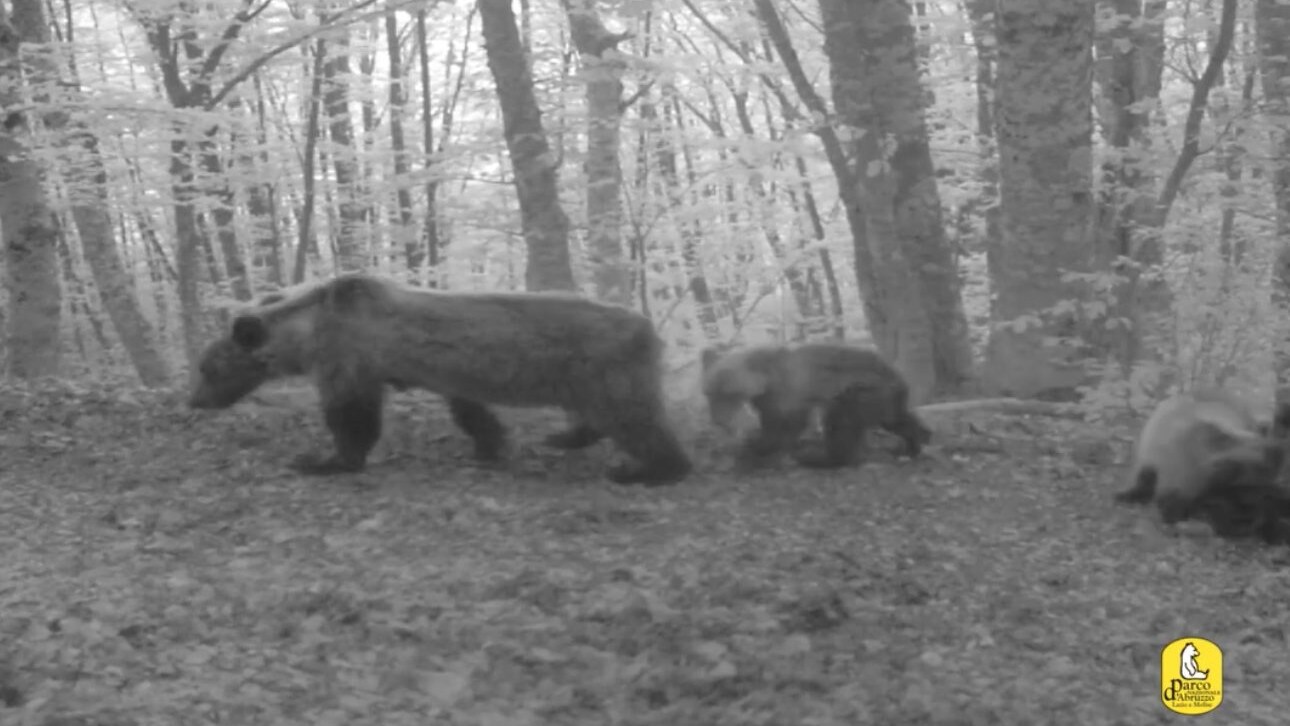 Orsa marsicana con i cuccioli