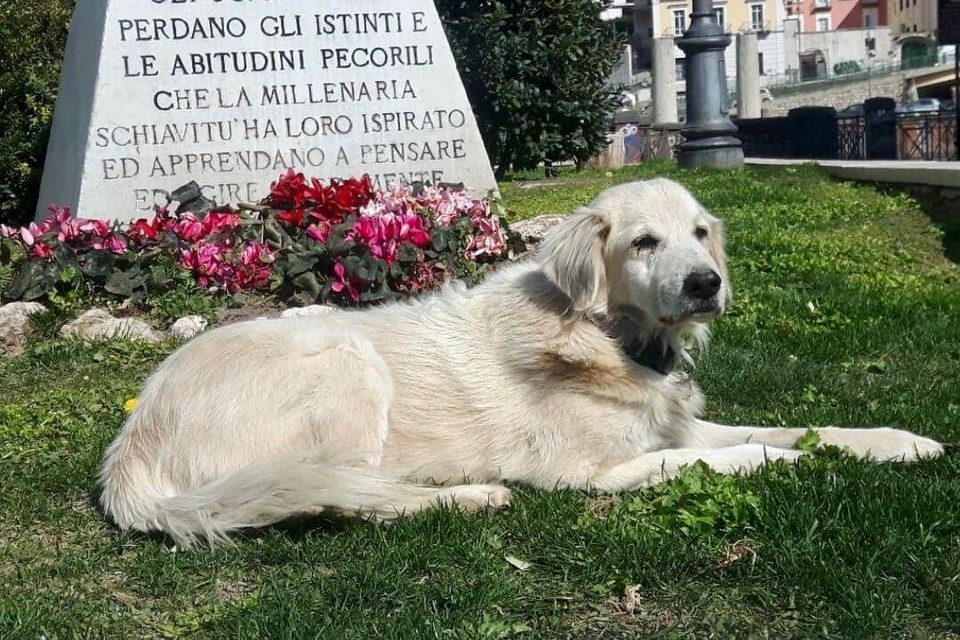 Immagine