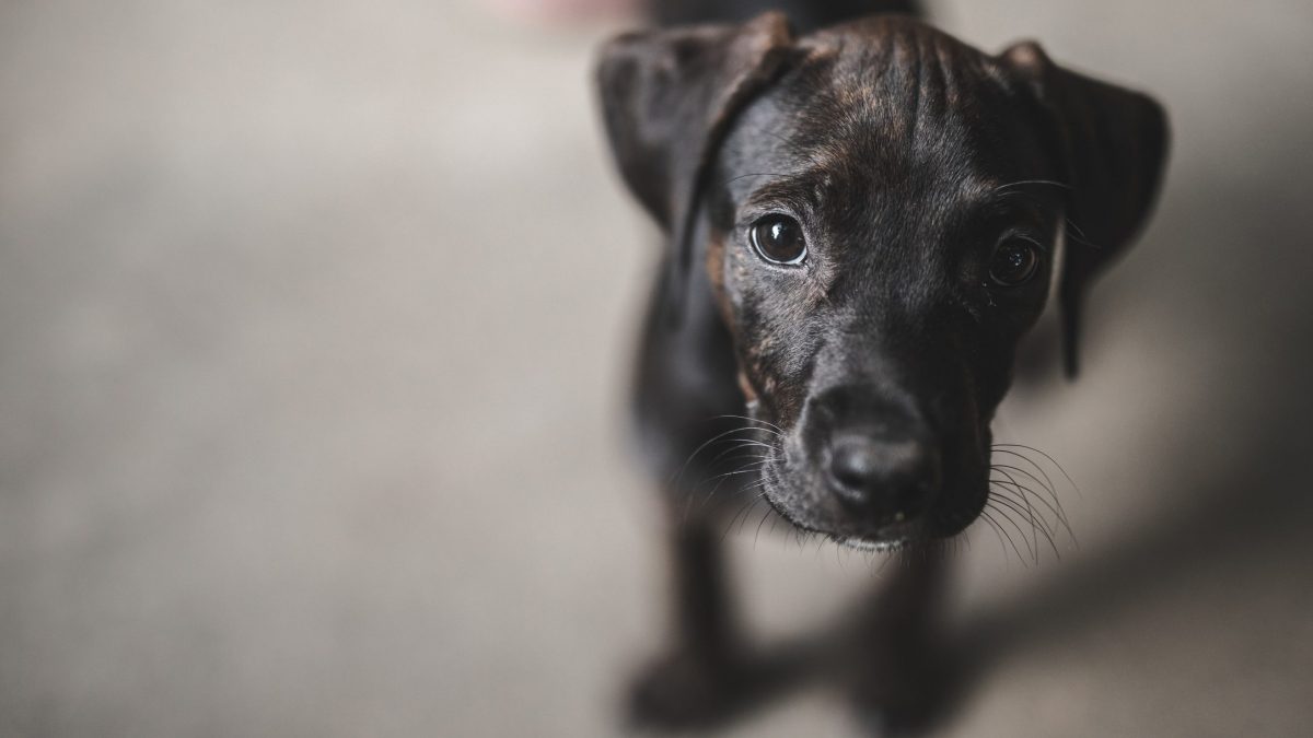 cane