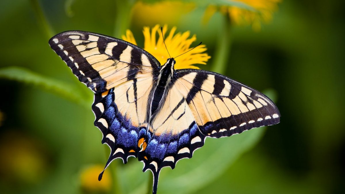 farfalla