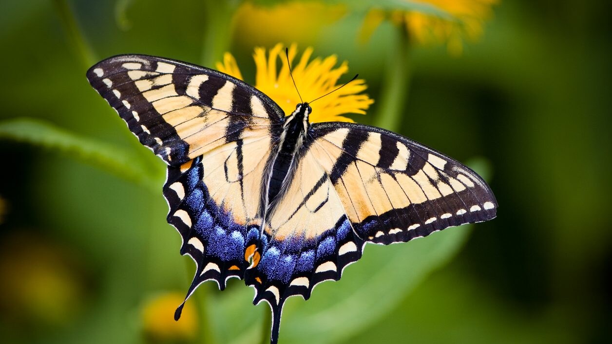 farfalla