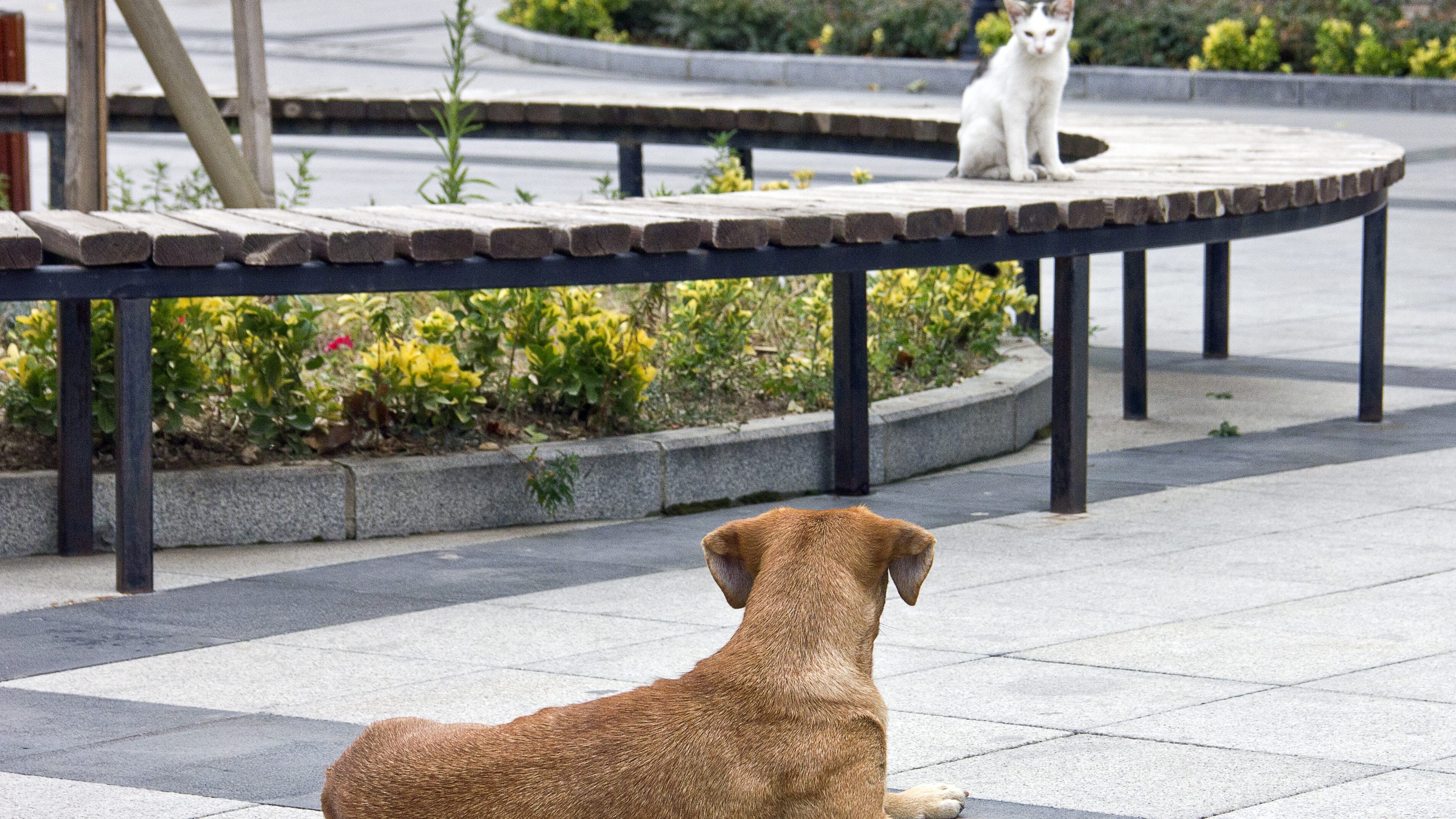 cane gatto