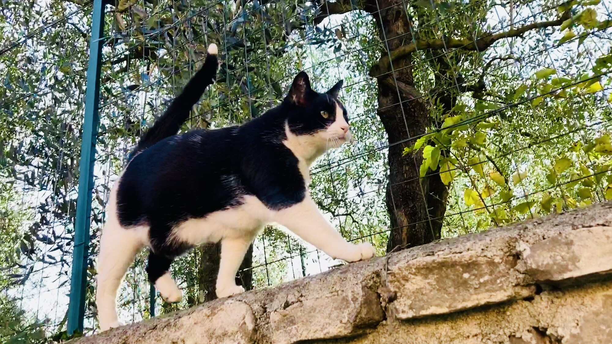gatto libero