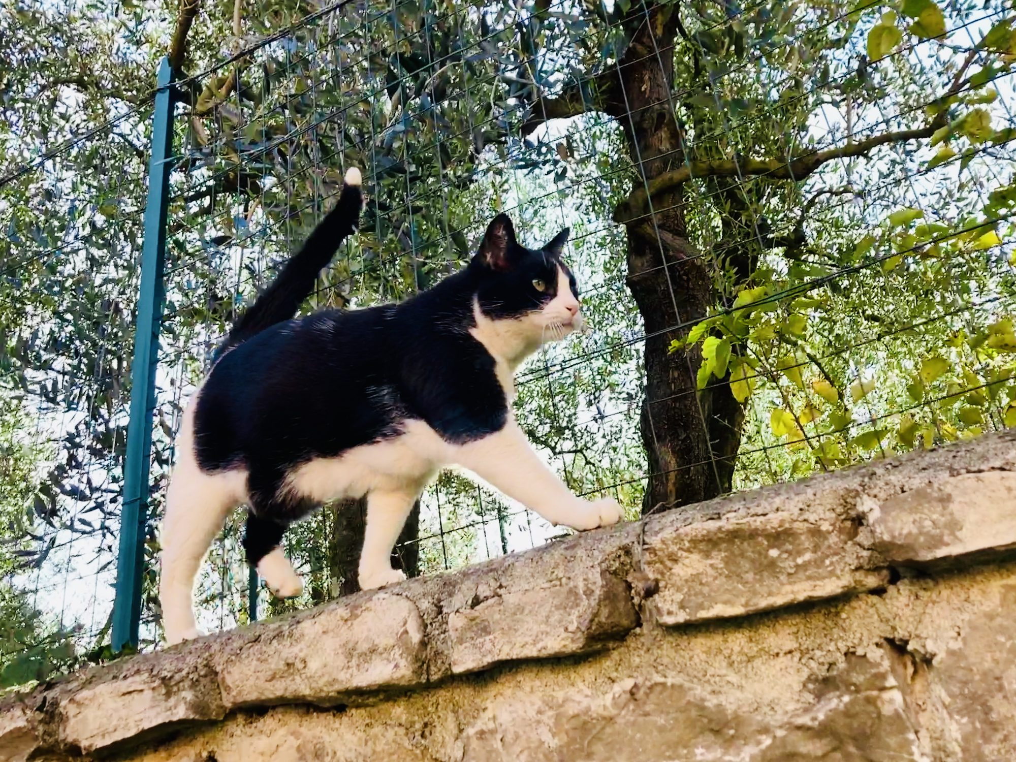 gatto libero