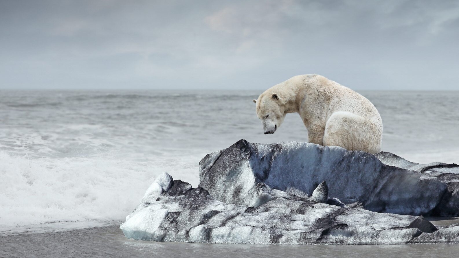 orso polare