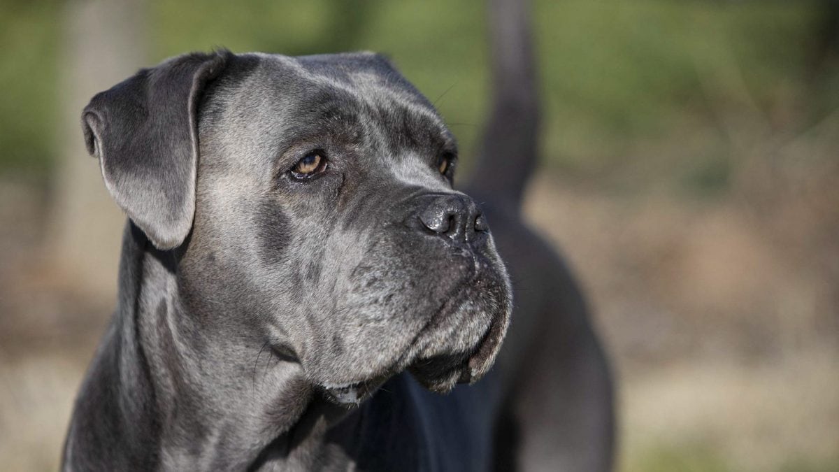 cane corso