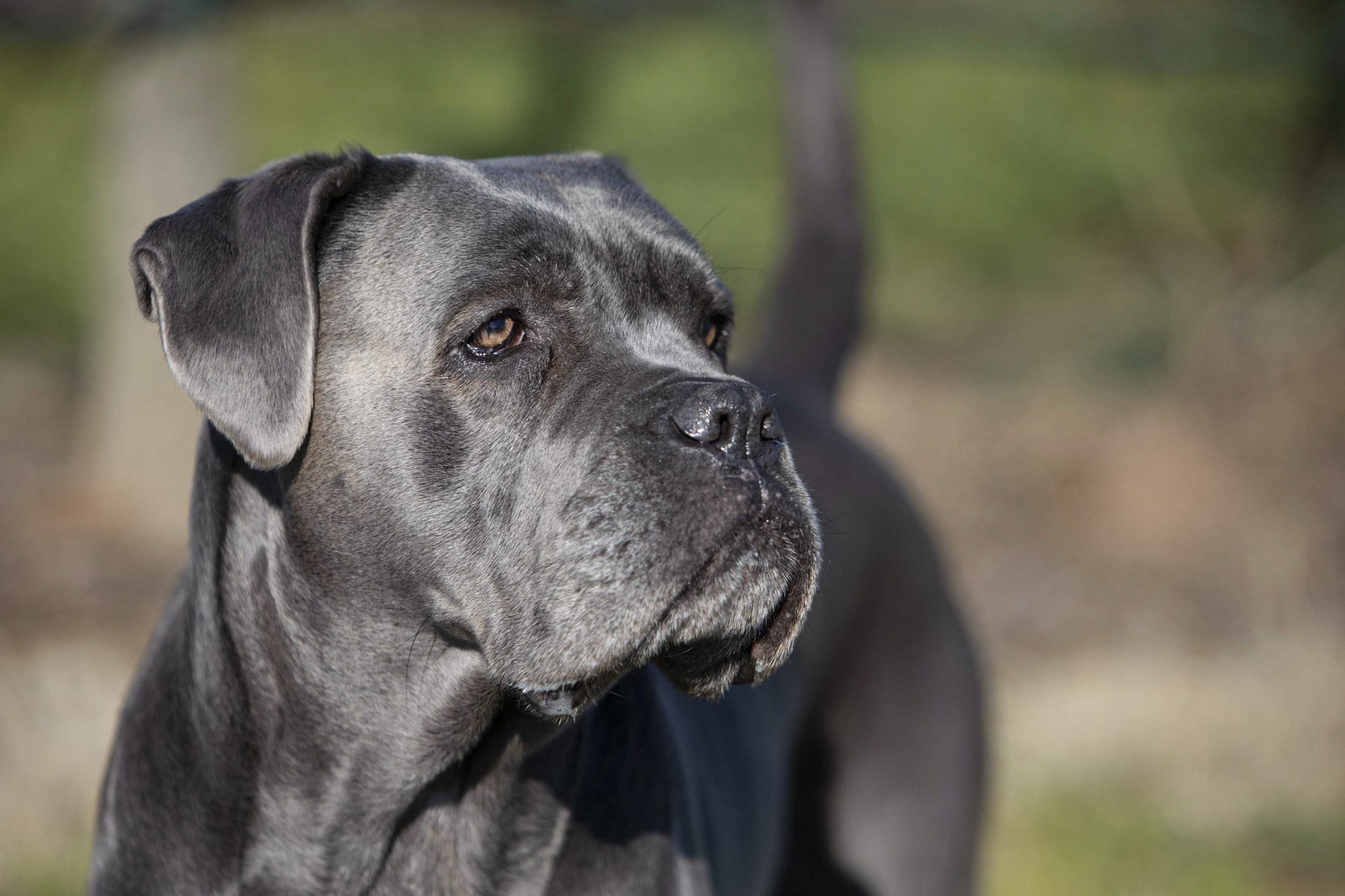 cane corso