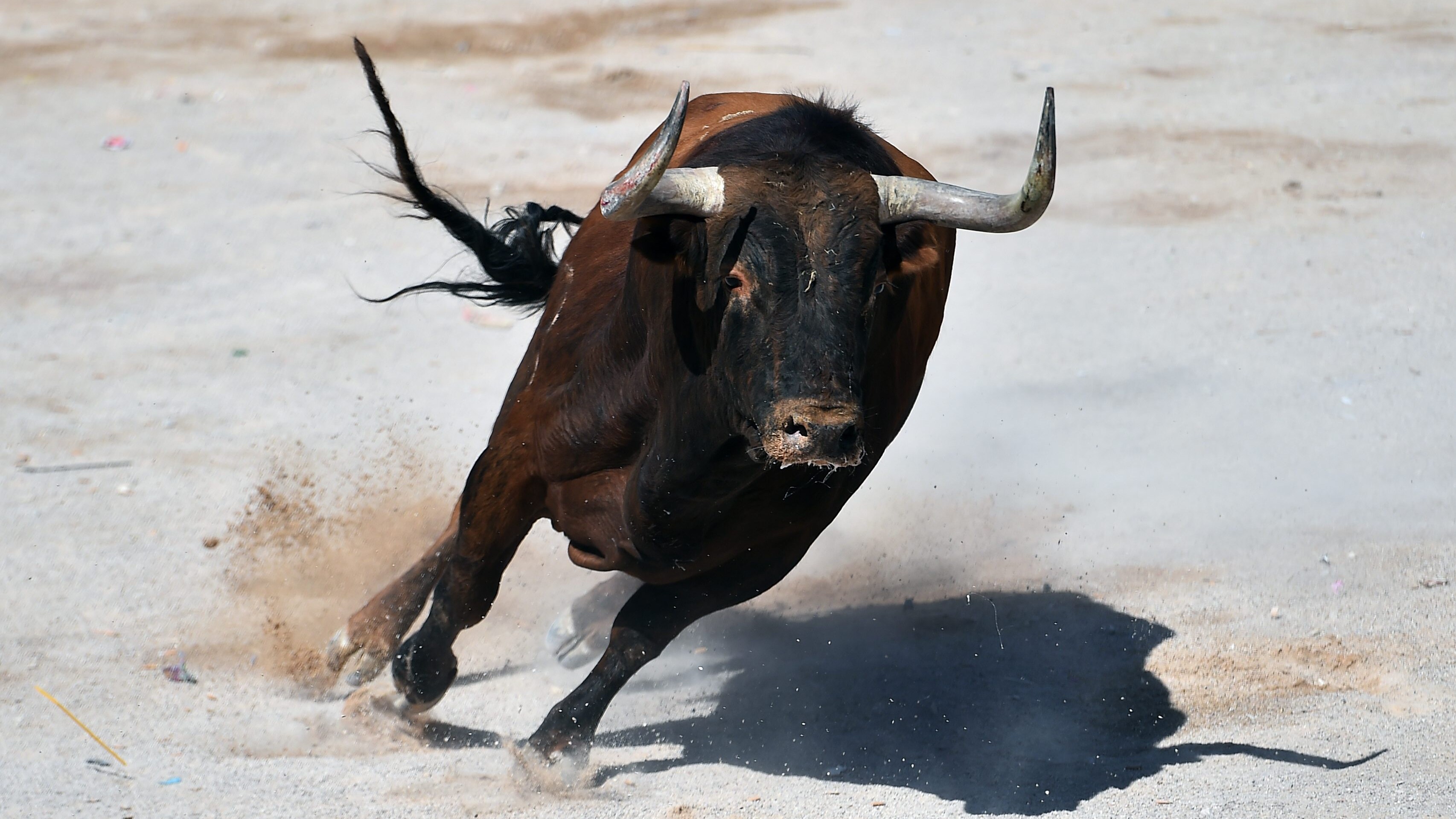 toro