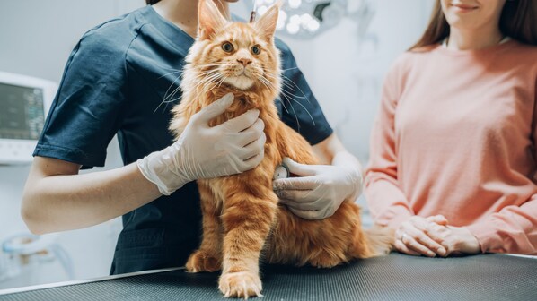 gatto veterinario