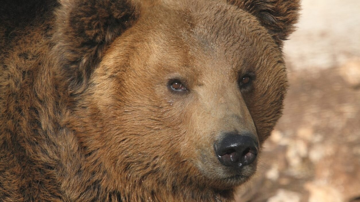 orso marsicano