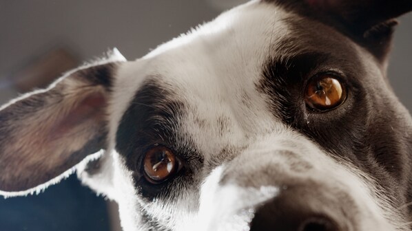 cane