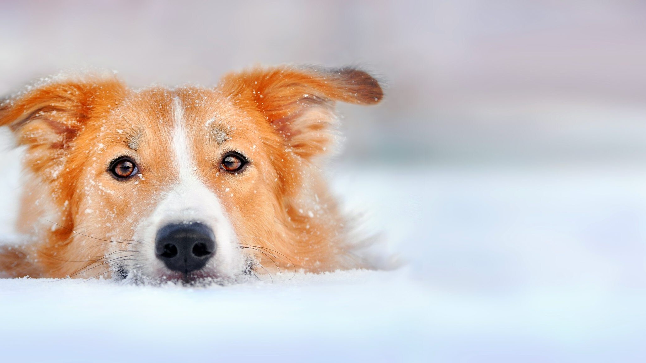 cane neve