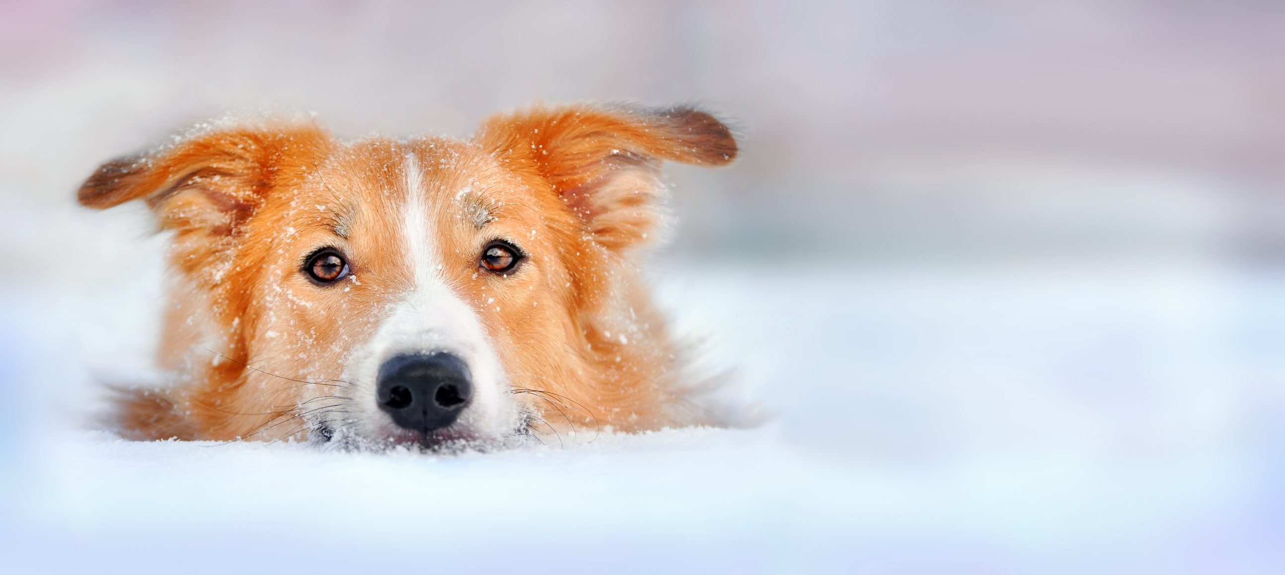 cane neve