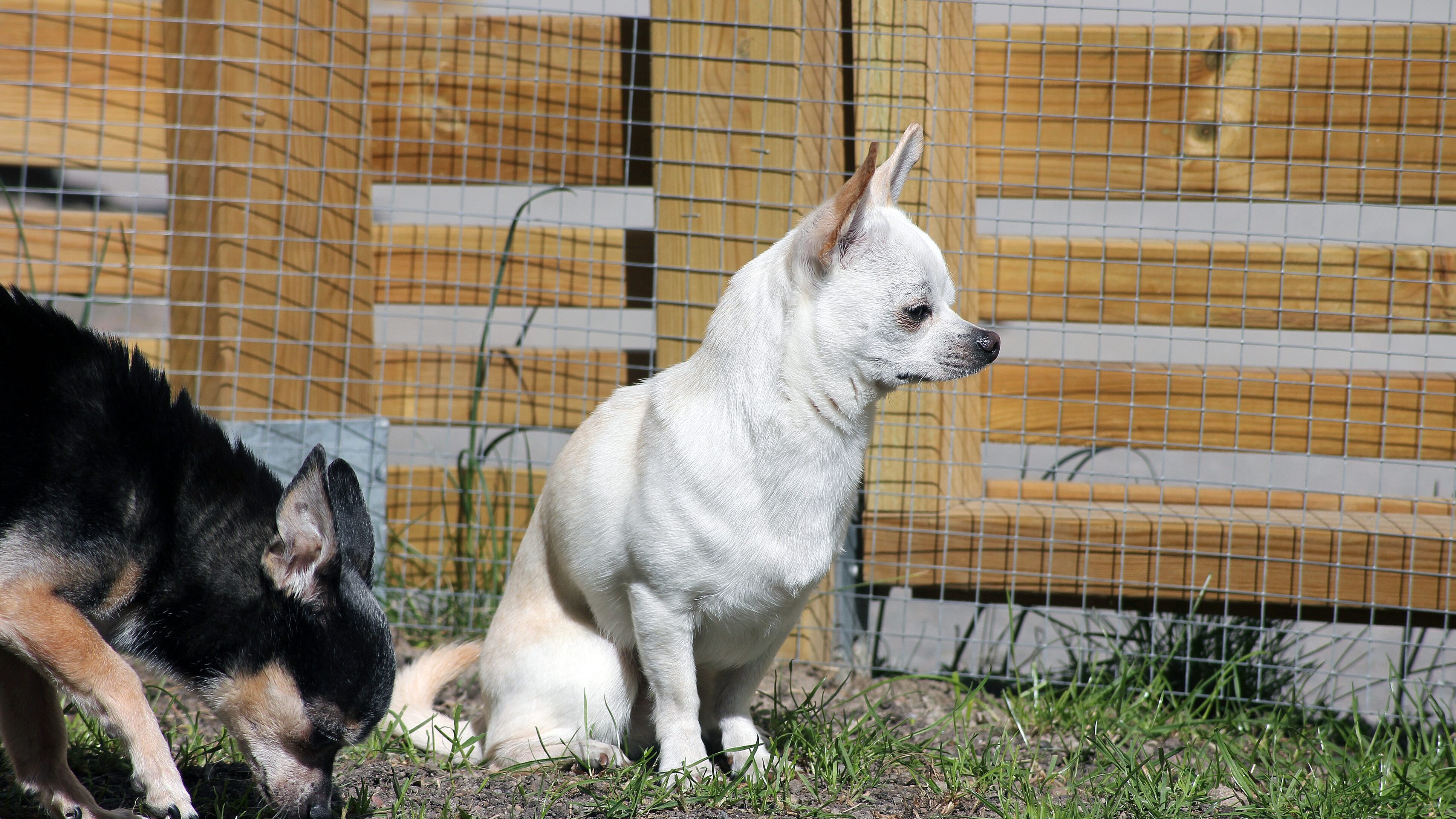 chihuahua