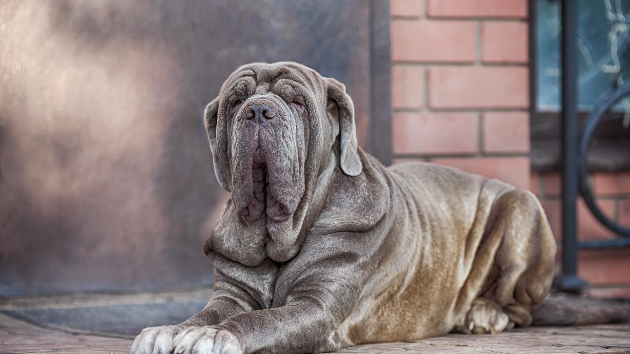 mastino napoletano