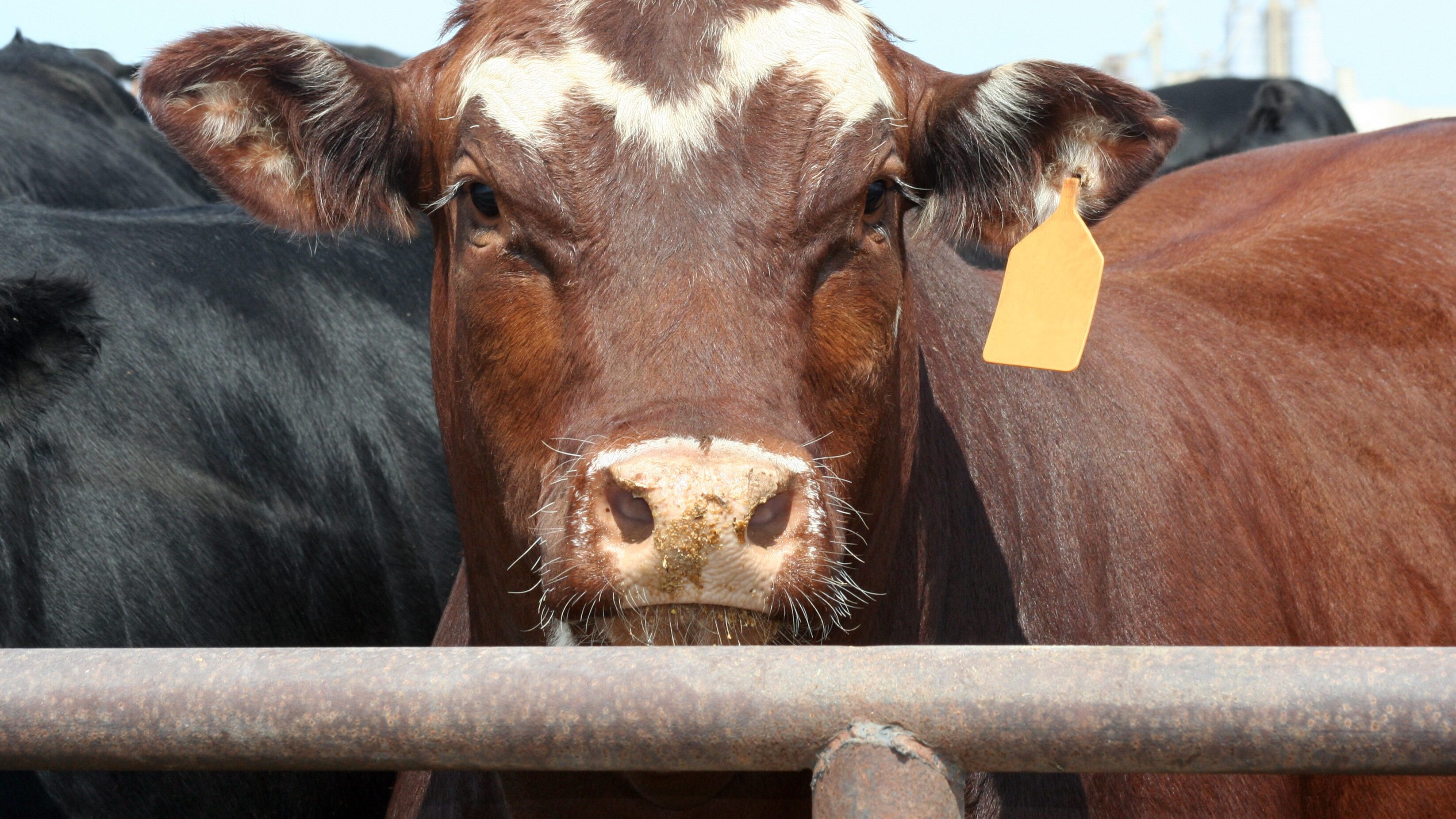 allevamento intensivo