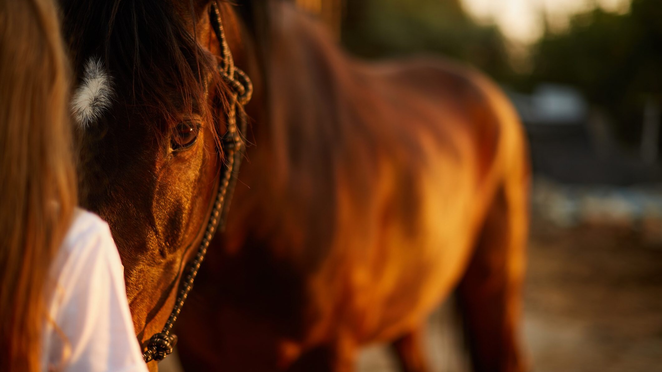 cavallo