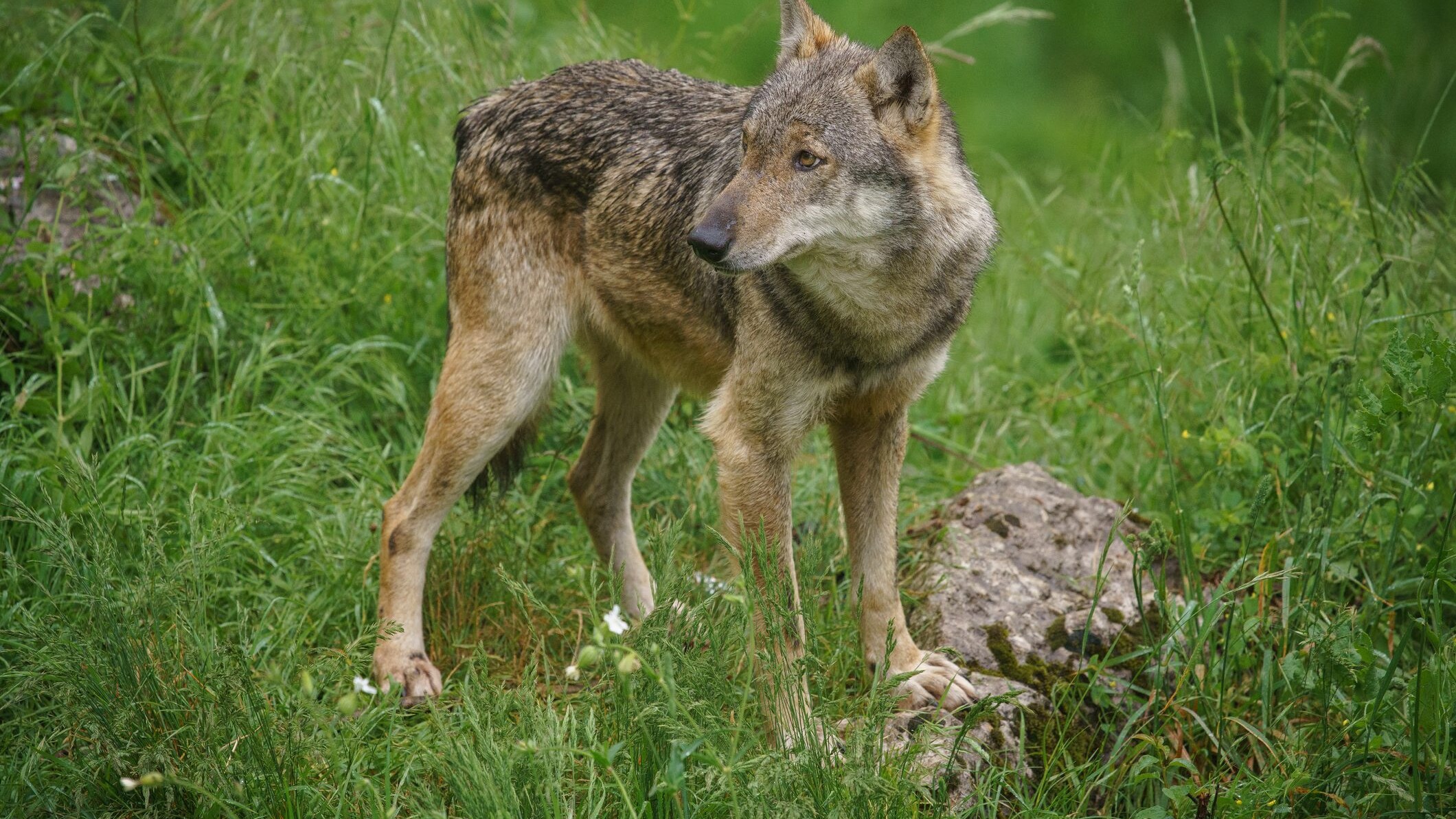 lupa