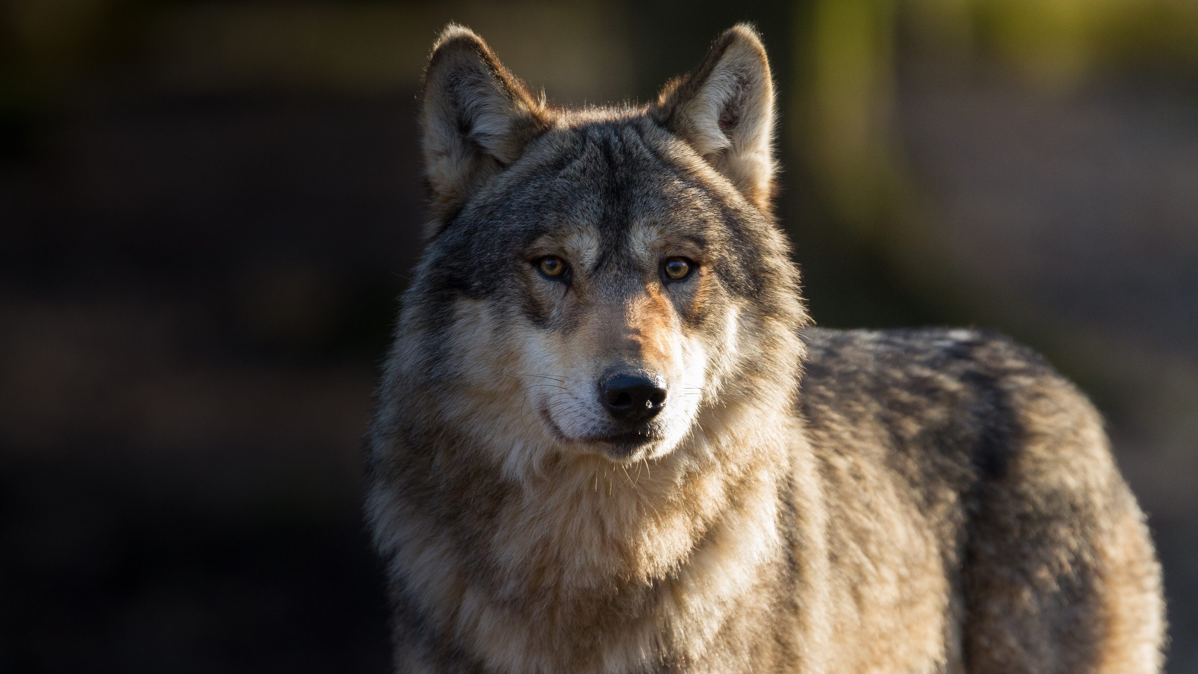 lupo