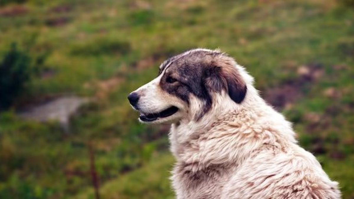 pastore asia centrale