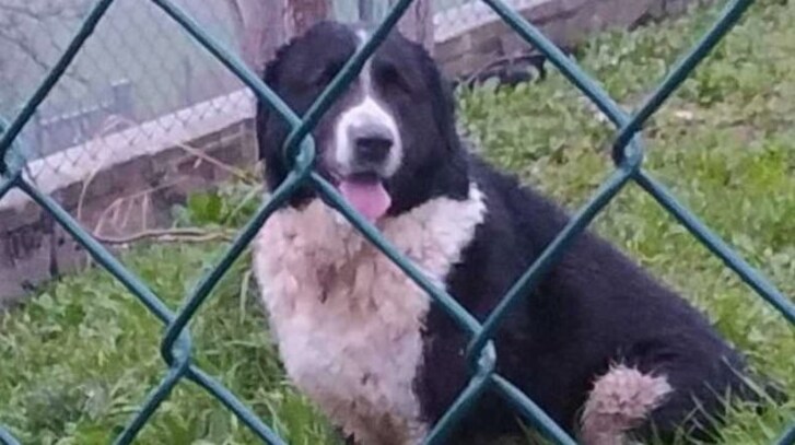 Tigre mercatino conca