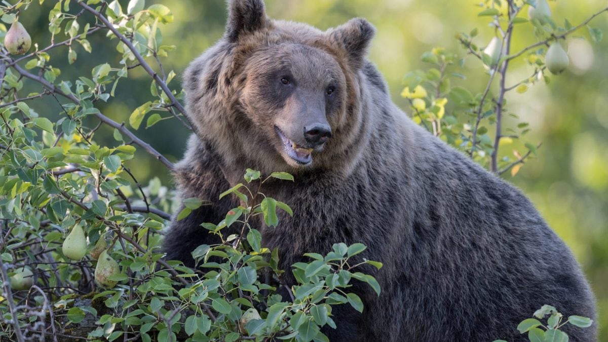 orso bruno marsicano