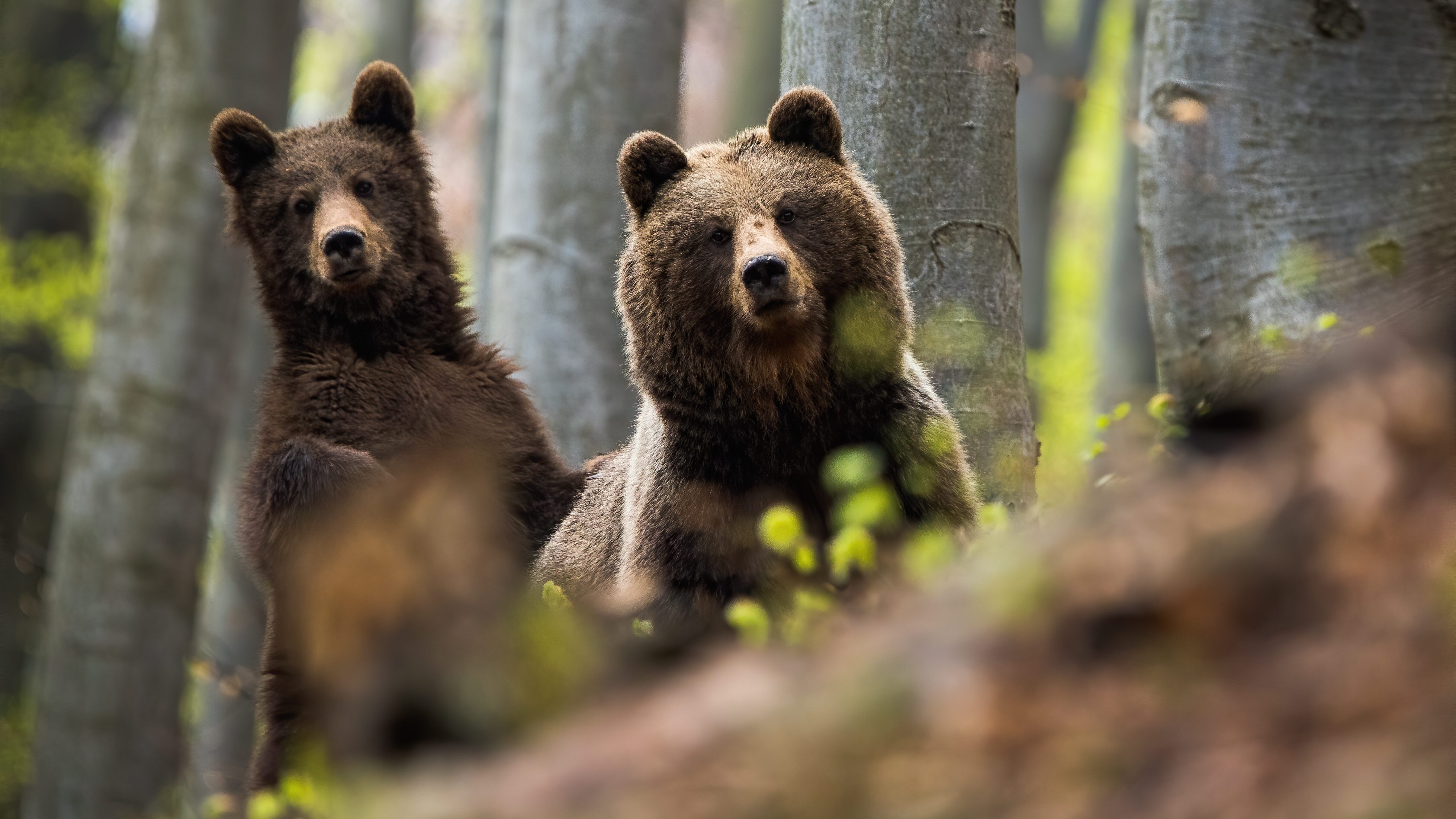 orso bruno